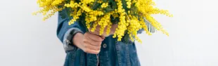 Immagine generica mimosa2