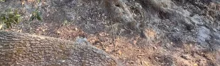 Leccio di Belmonte 