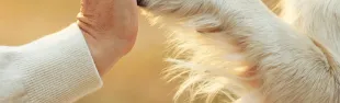 Immagine generica cane