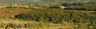 Immagine Bosco di Mondeggi - QuiAntella.it