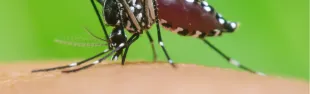 Immagine zanzara tigre generica