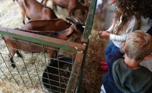 Fiera dell'Antella