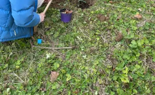 Immagine piantumazione talee alberi monumentali 2025