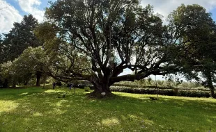 Leccio di Belmonte - visita Michelet 2026