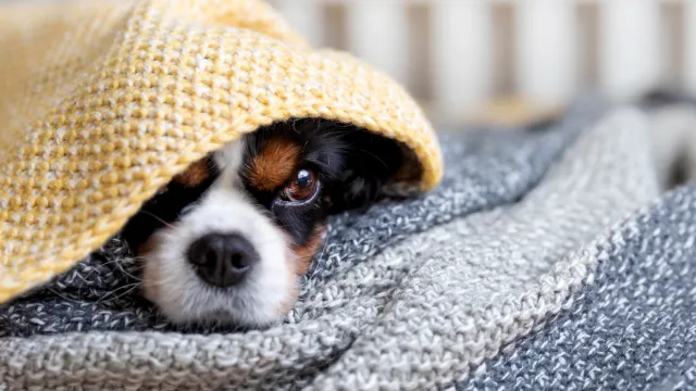 Immagine generica cani