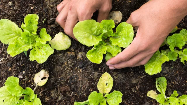 Immagine generica orti urbani