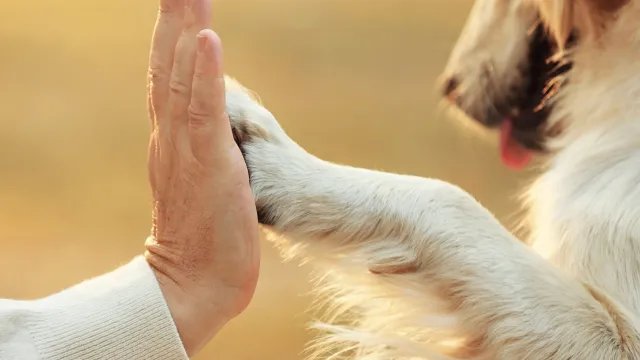Immagine generica cane