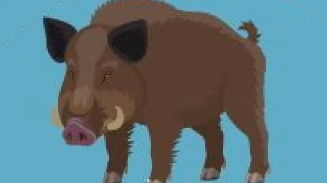 immagine cinghiale per notizia peste suina africana