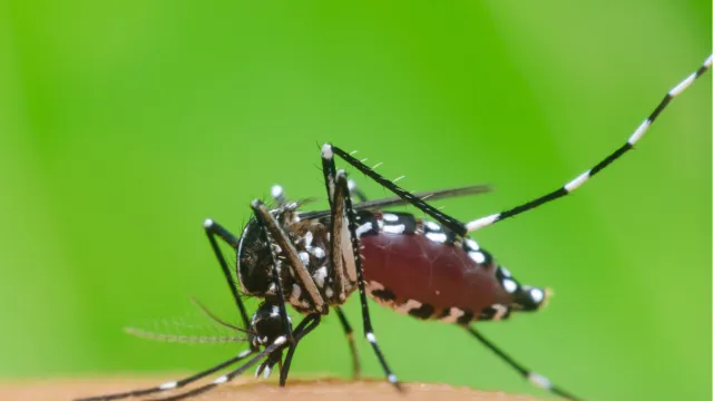 Immagine zanzara tigre generica