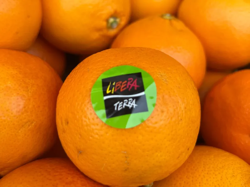 Immagine Arance della Legalità 2025 bis