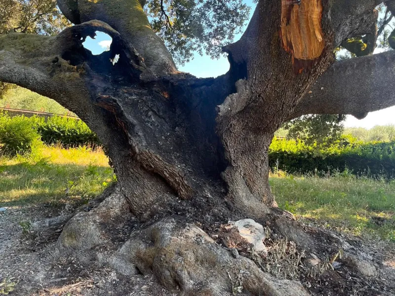 Leccio di Belmonte 