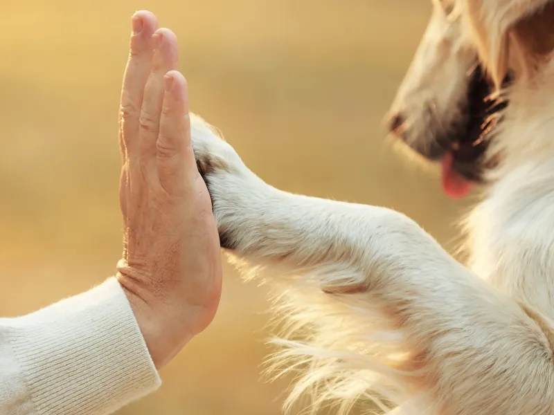 Immagine generica cane